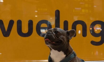 In volo con i quattro zampe: Vueling registra numeri record per il trasporto pet